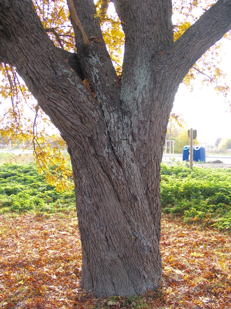Sorbus domestica - Frankfurt-Riedberg - Oktober 2015