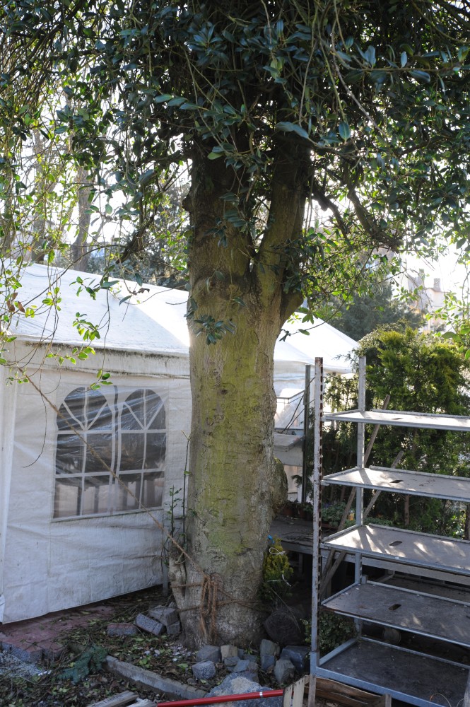Ilex aquifolium - Darmstadt - Februar 2015