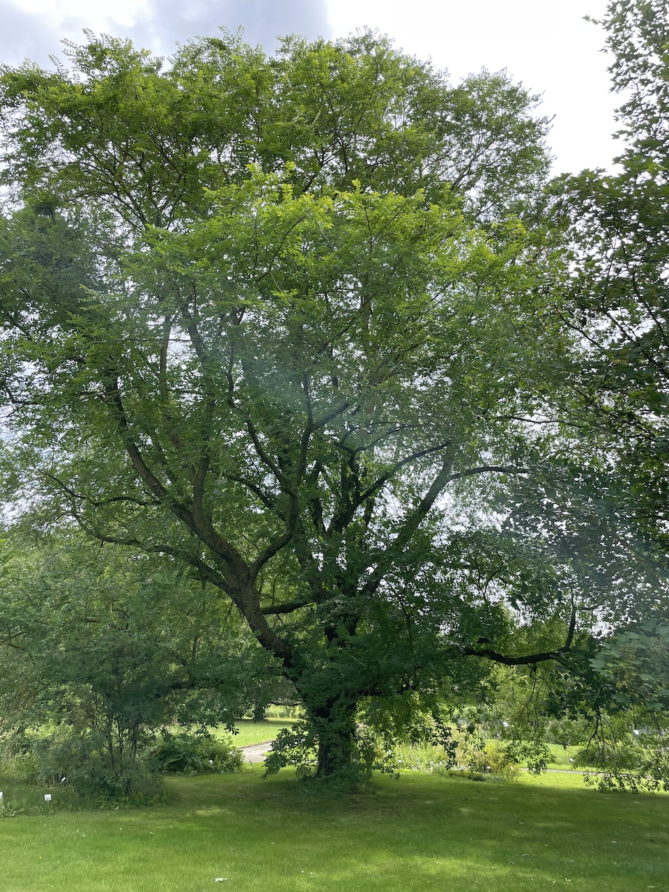 Ulmus 'Regal' - Kiel - 2024