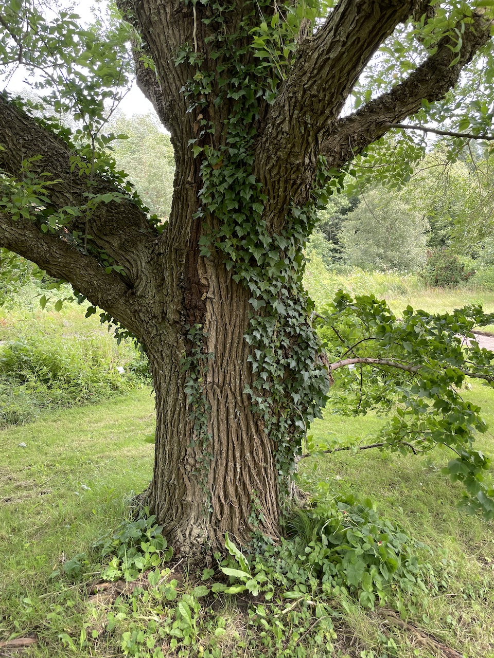 Ulmus 'Regal' - Kiel - 2024