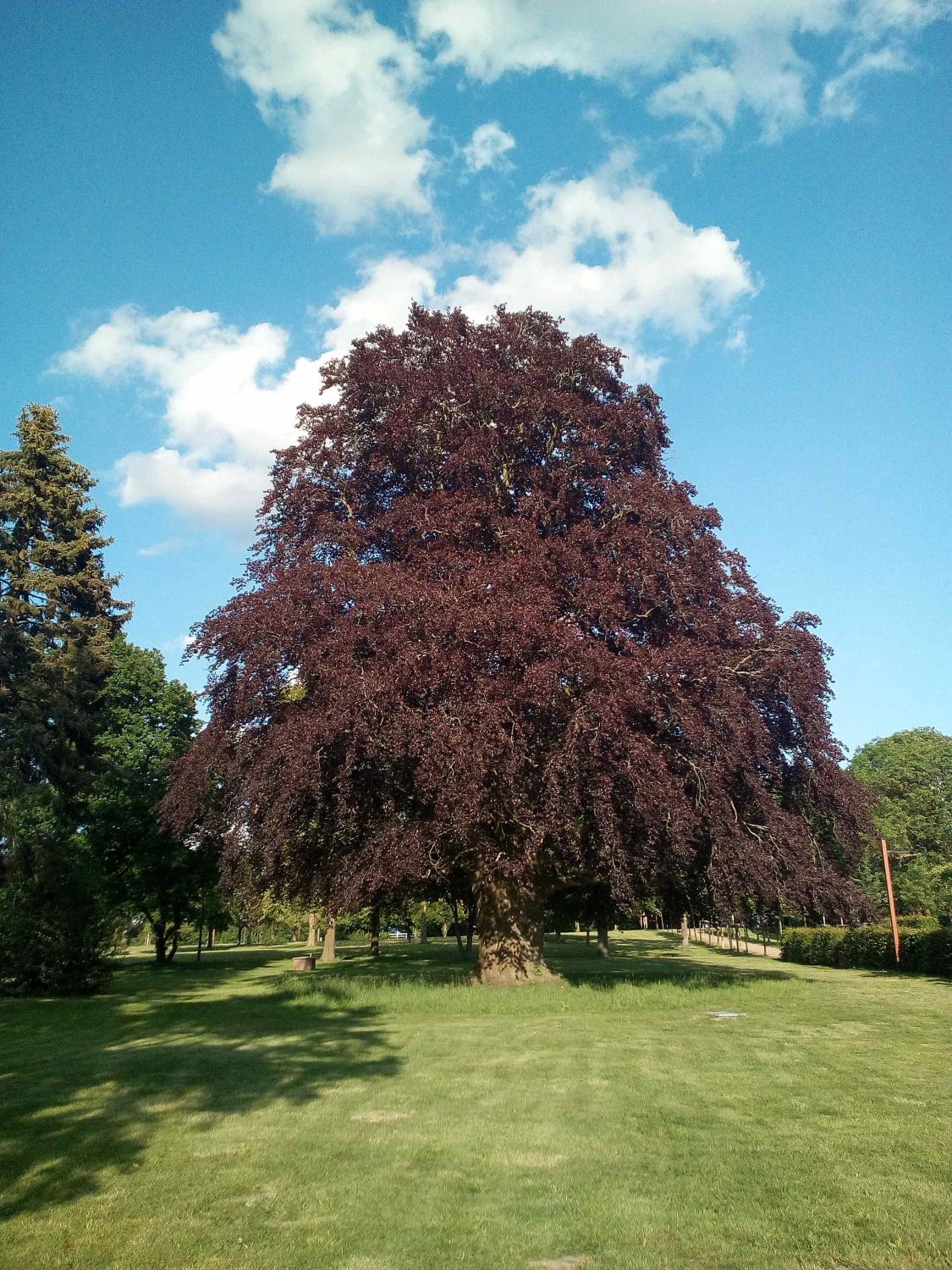 Blut-Buche - Lauenburg - Mai 2019