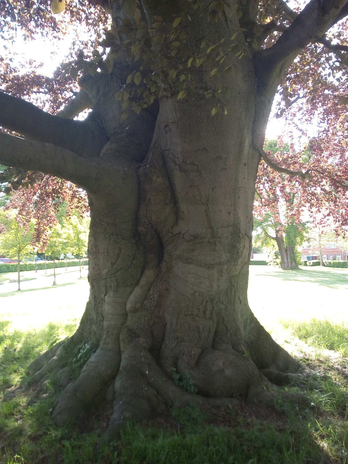 Blut-Buche - Lauenburg - Mai 2019
