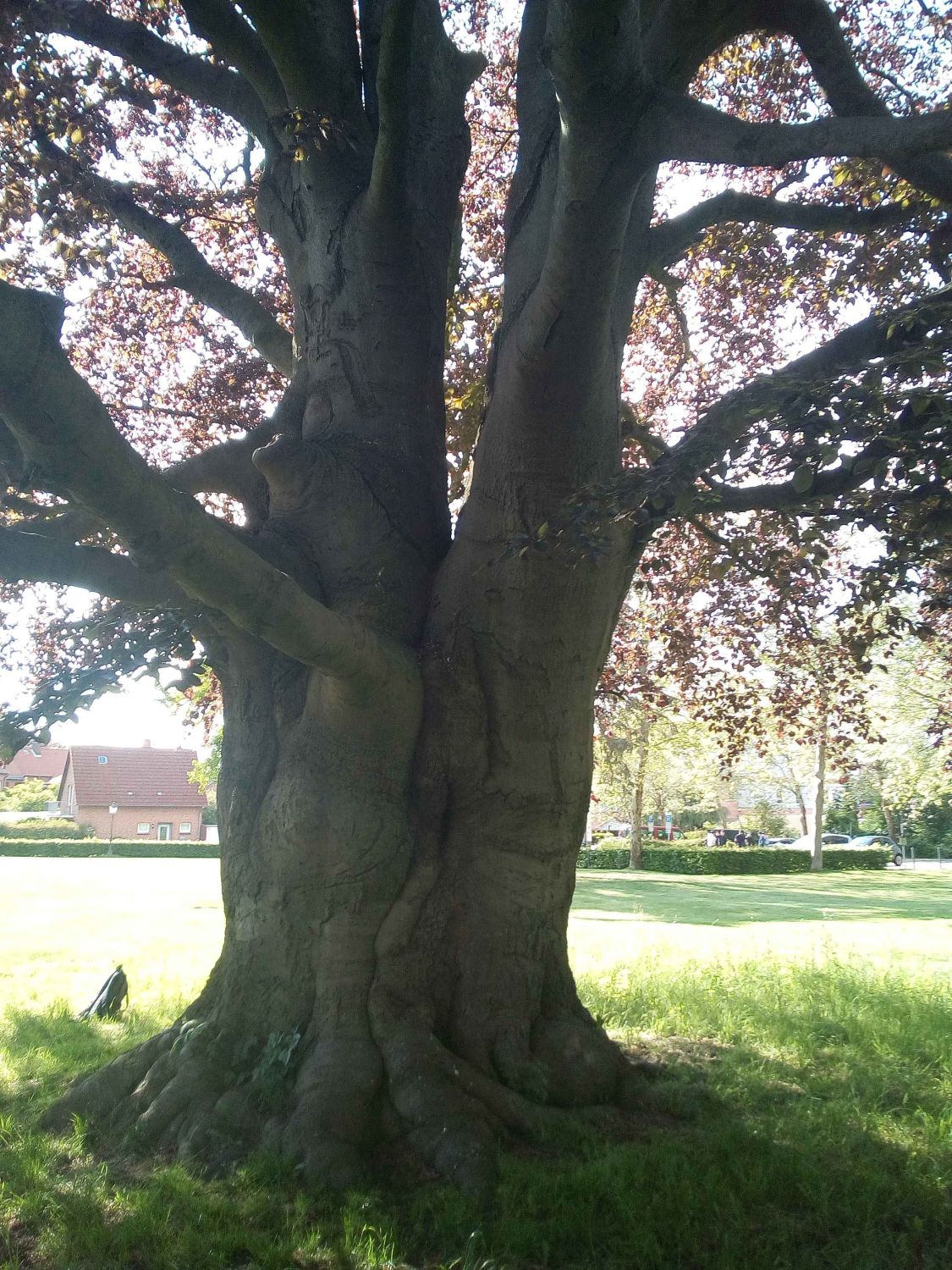 Blut-Buche - Lauenburg - Mai 2019