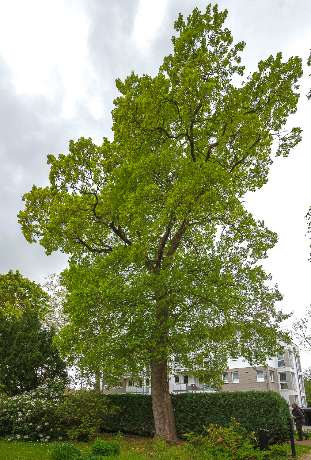 Acer monspessulanum - Greifswald-Eldena - Mai 2026
