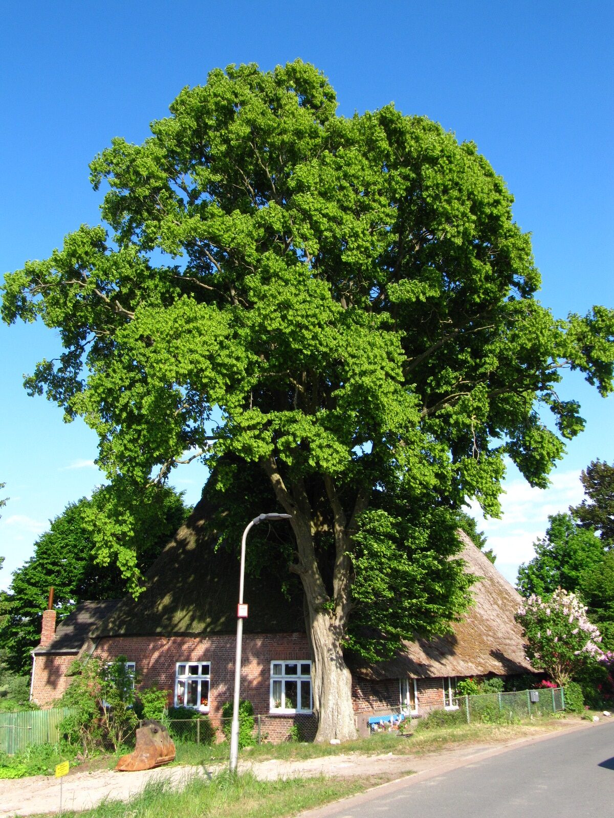 Carpinus betulus - Bremen-Niederbüren - Mai 2025