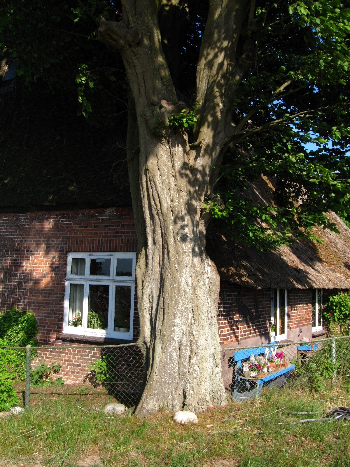 Carpinus betulus - Bremen-Niederbüren - Mai 2025