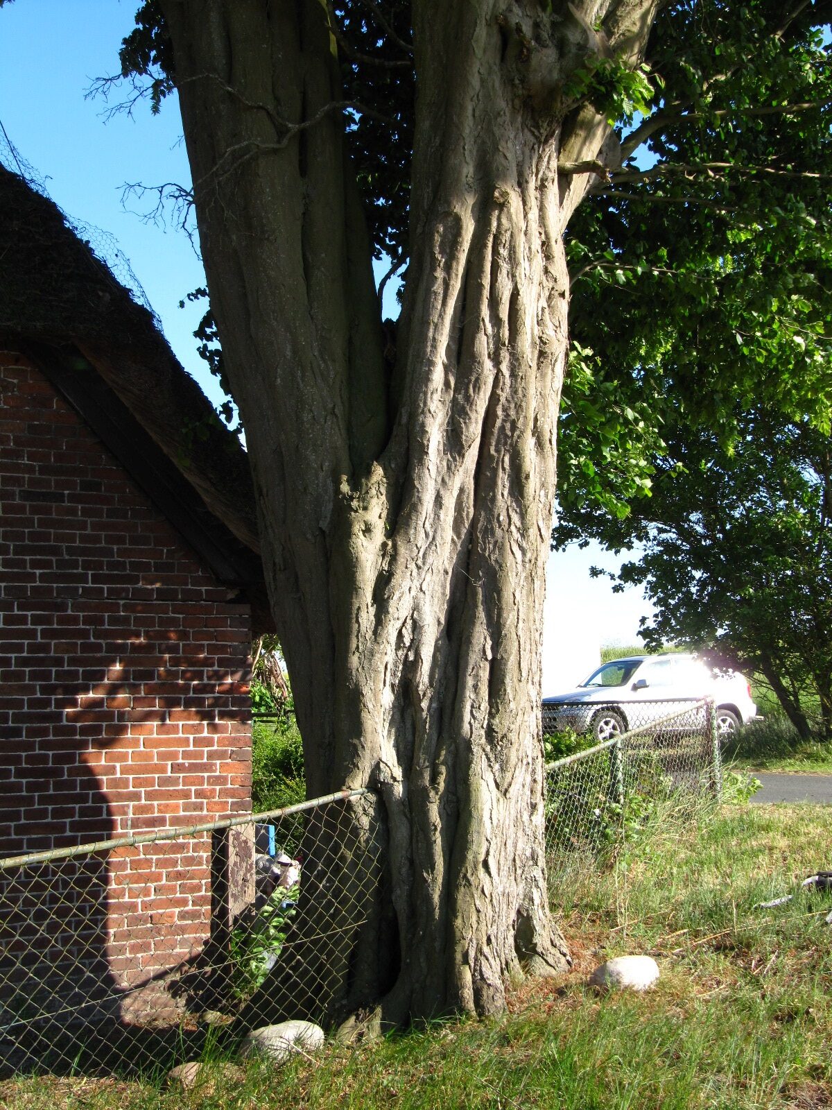 Carpinus betulus - Bremen-Niederbüren - Mai 2025