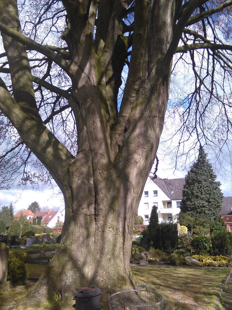Fagus sylvatica Atropurpurea-Gruppe - Achim - 2016