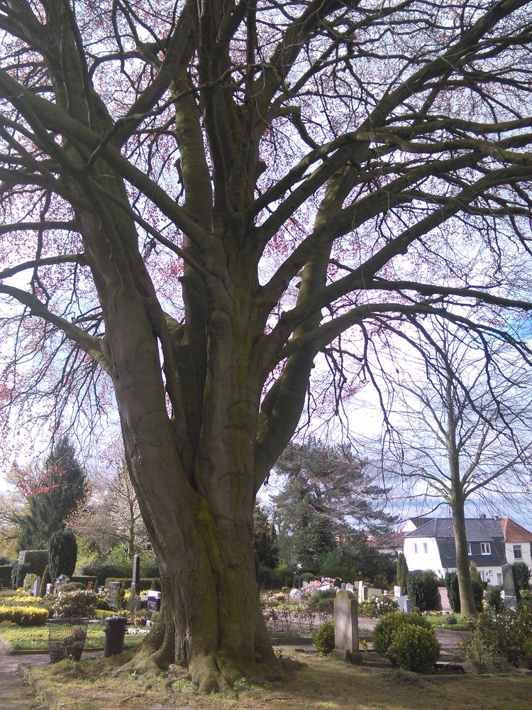 Fagus sylvatica Atropurpurea-Gruppe - Achim - 2016