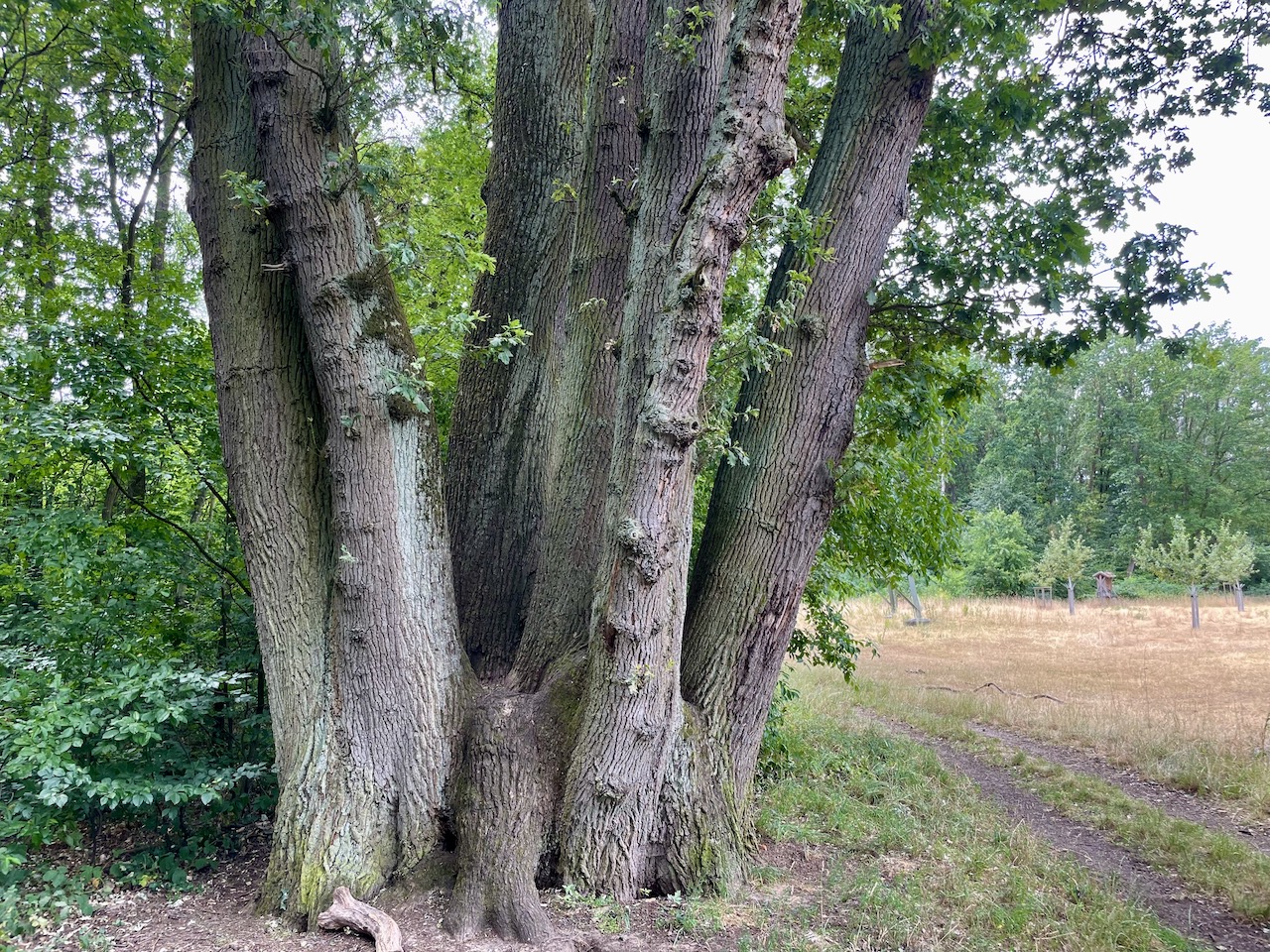 Quercus robur - Hanau-Steinheim - Juni 2023