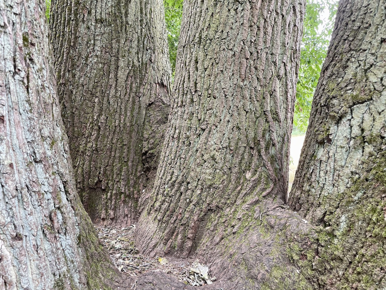 Quercus robur - Hanau-Steinheim - Juni 2023