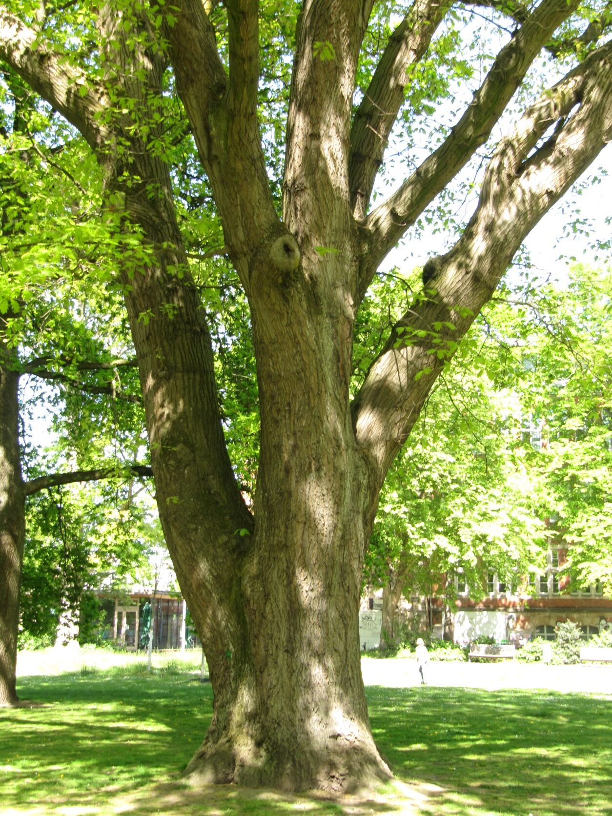 Quercus rubra - Bremen Neustadt - Mai 2022