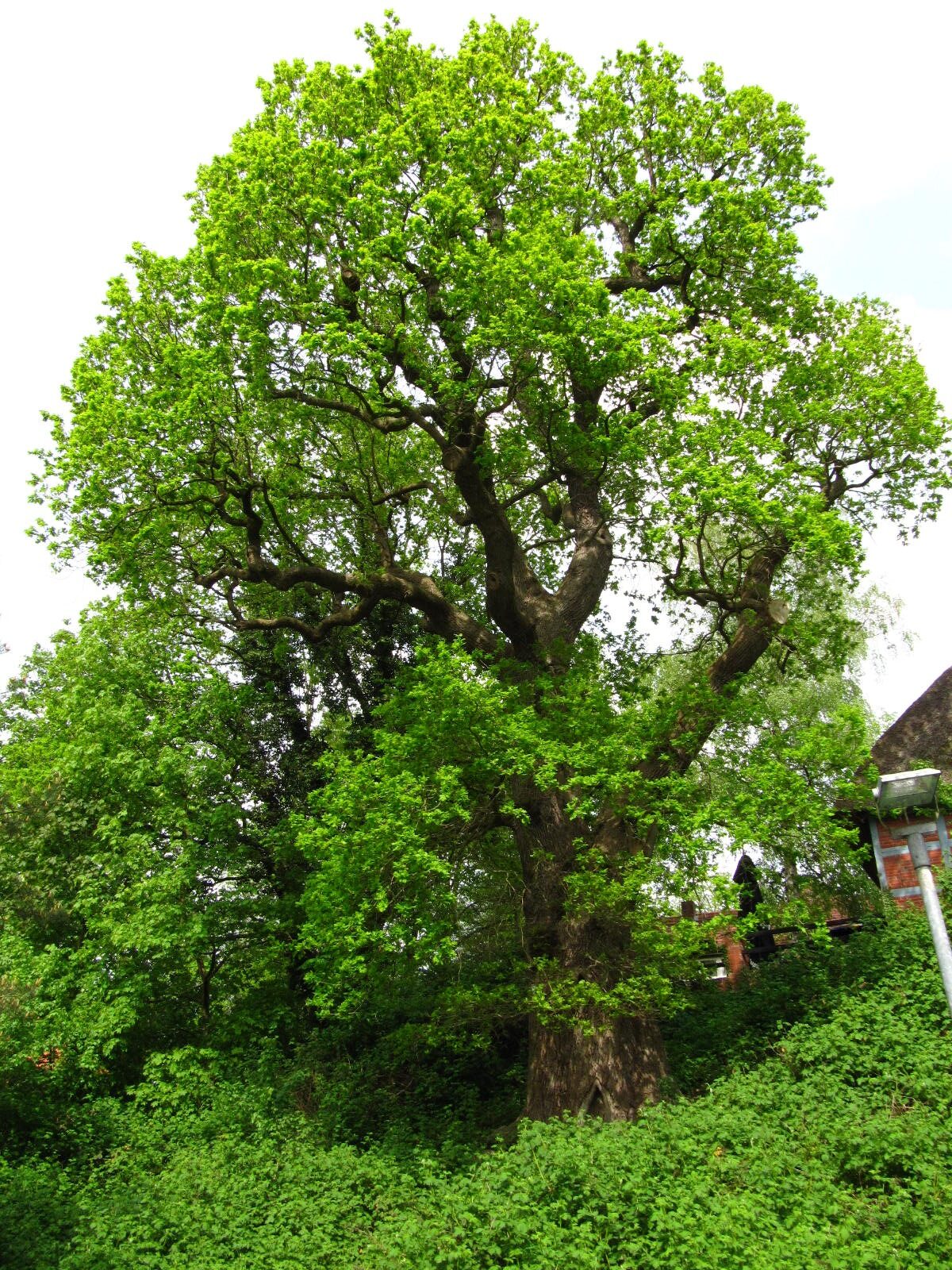 Quercus robur - Worpswede - Mai 2026