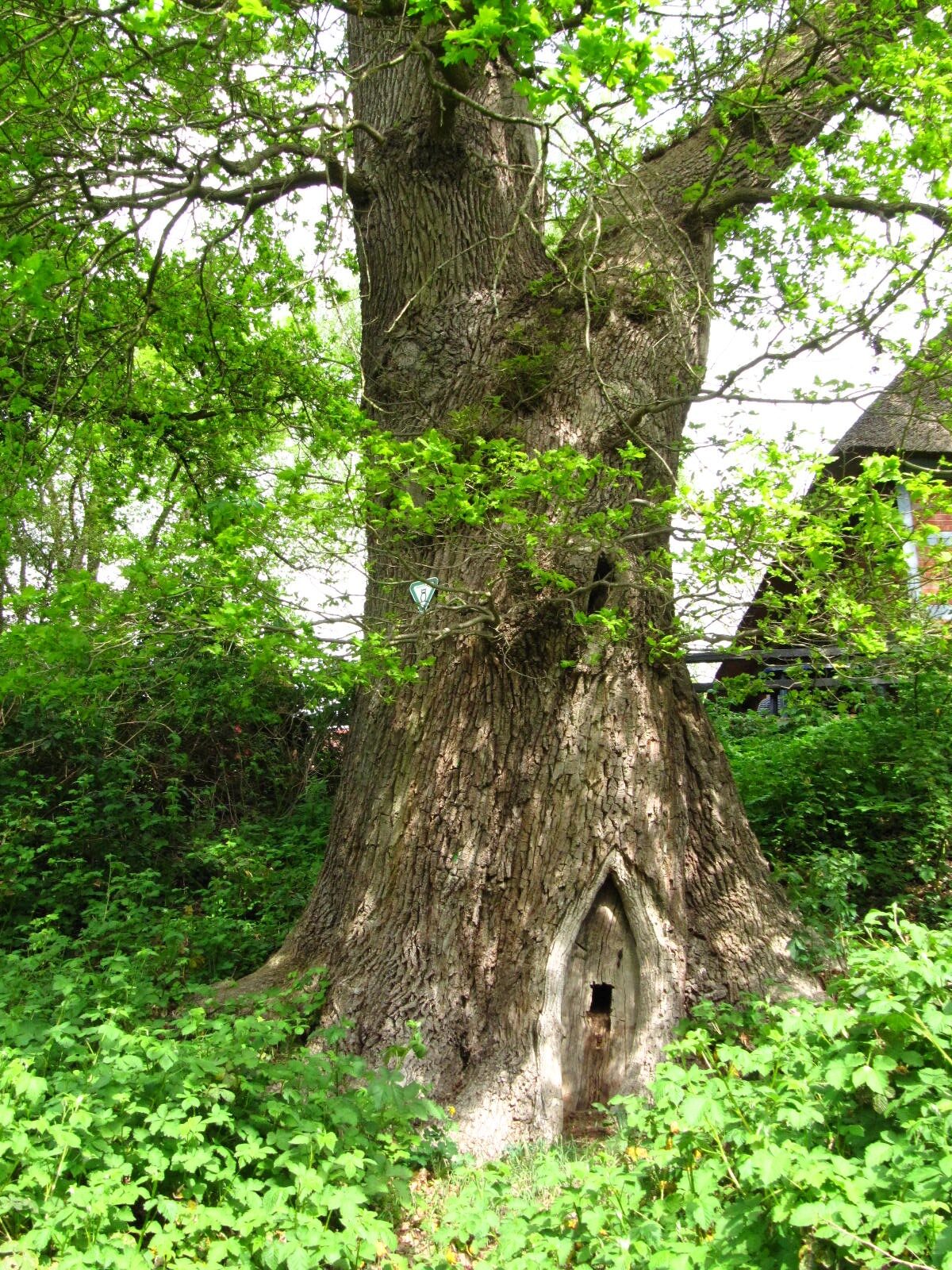 Quercus robur - Worpswede - Mai 2026