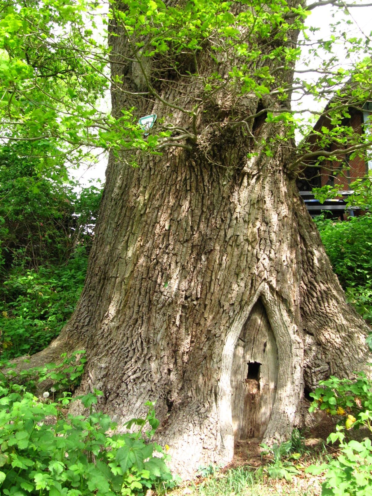Quercus robur - Worpswede - Mai 2026