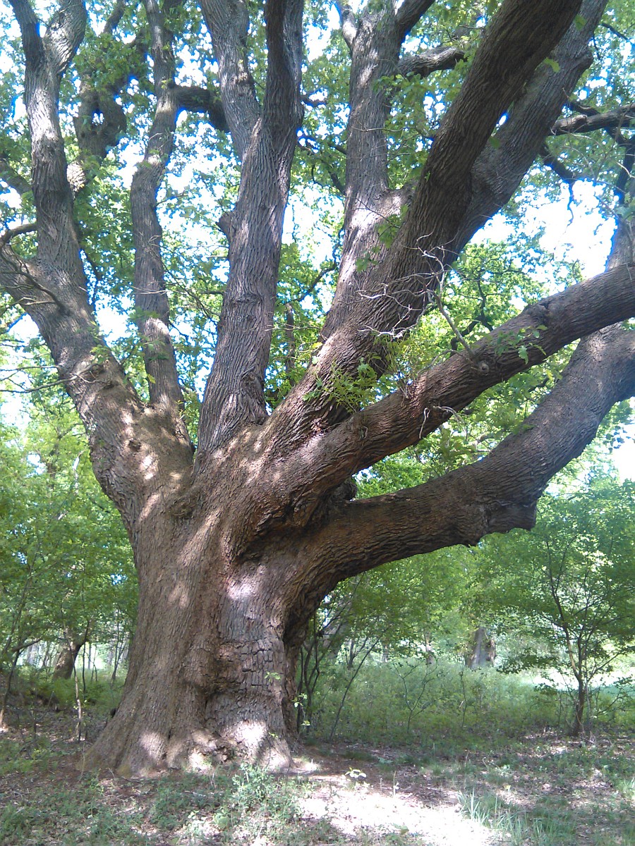 Quercus petraea - Sage - Mai 2016