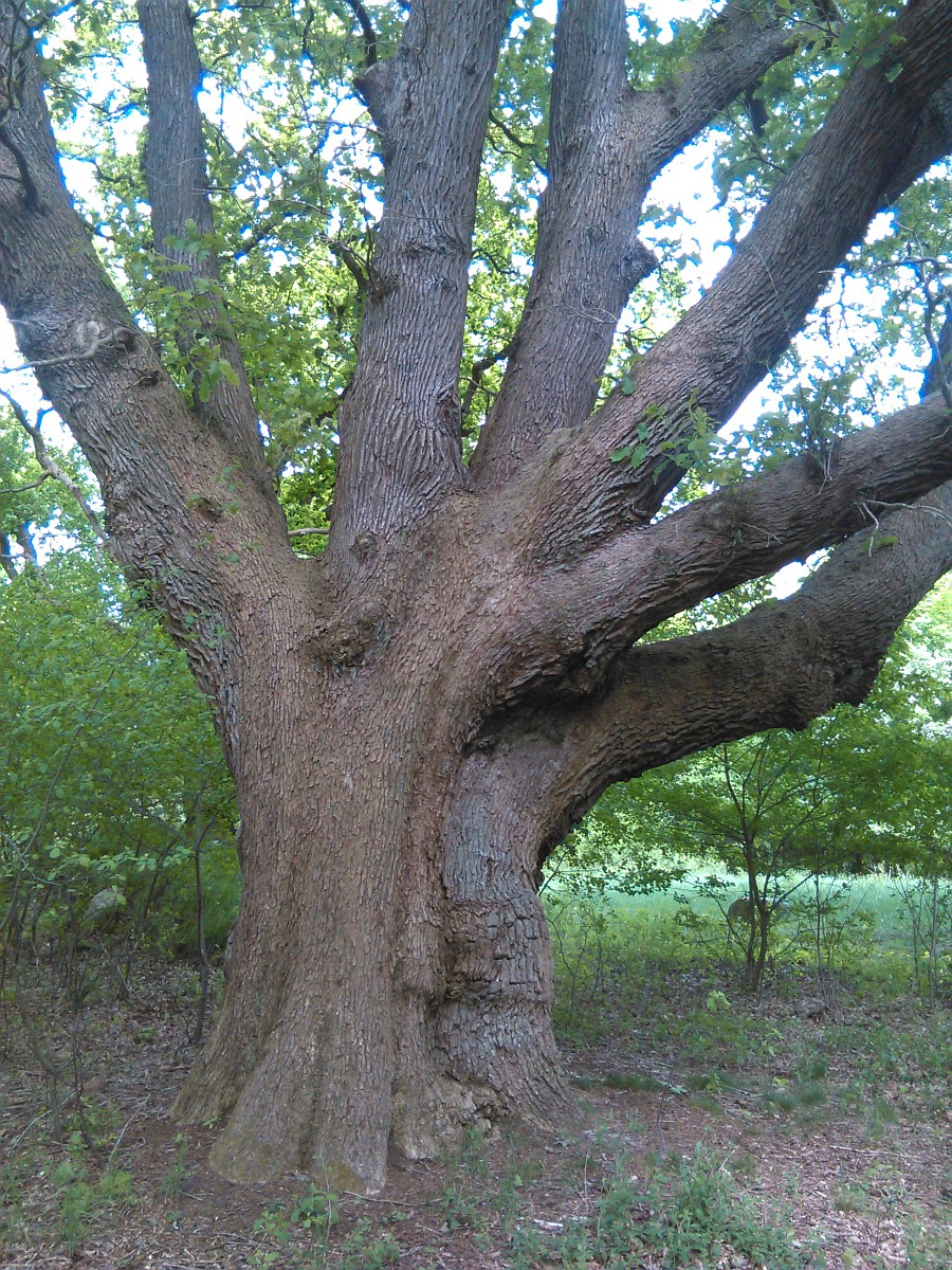 Quercus petraea - Sage - Mai 2016