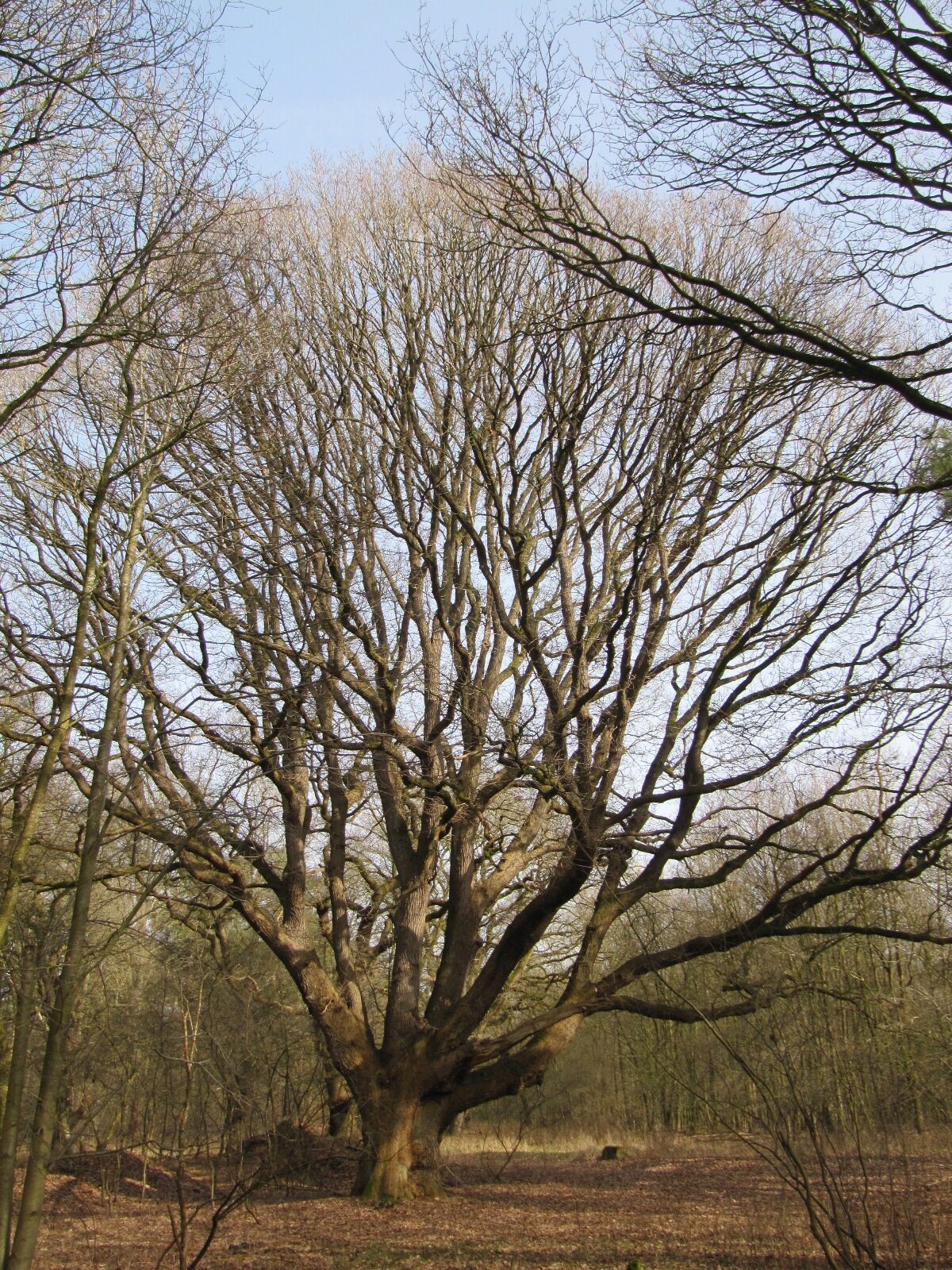 Quercus petraea - Sage - März 2026
