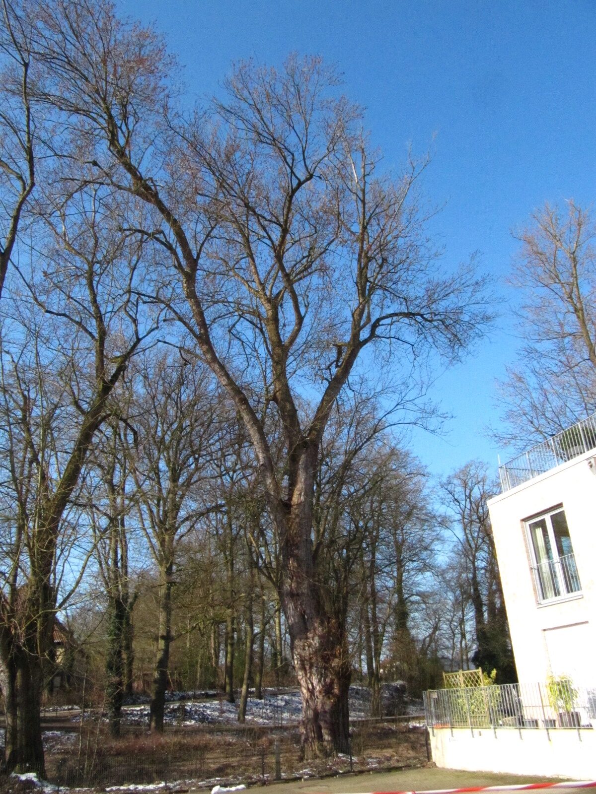 Acer saccharinum - Wildeshausen - Febr. 2025