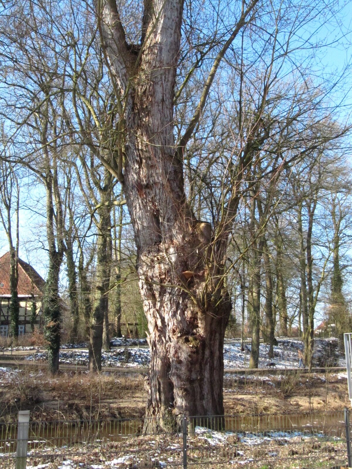 Acer saccharinum - Wildeshausen - Febr. 2025