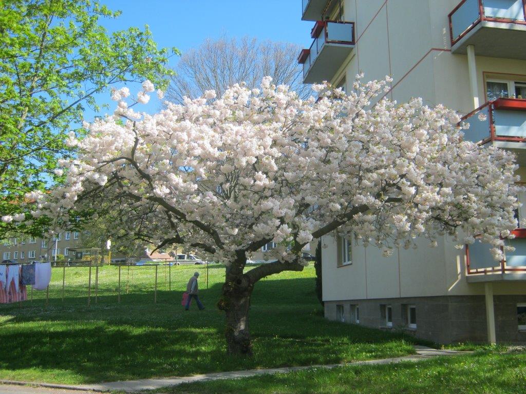 Prunus serrulata 'Ichiyo' - Gera - 2016