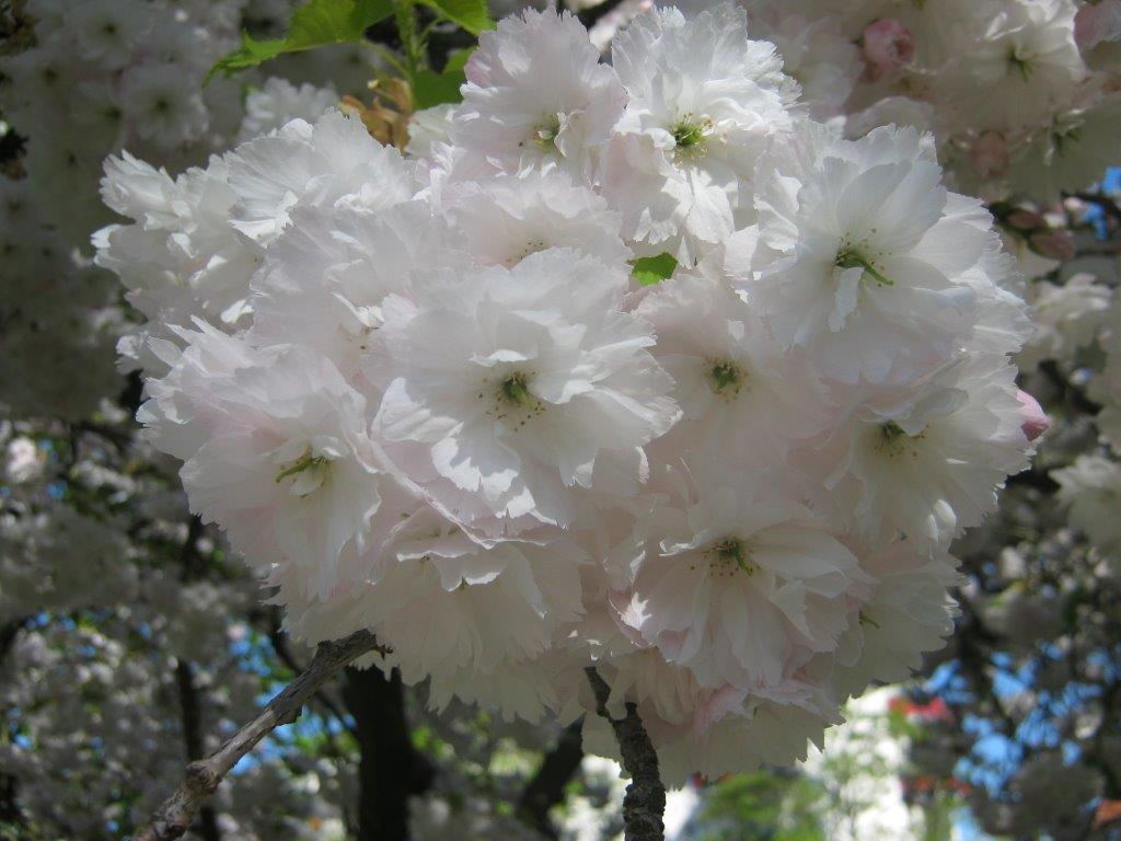 Prunus serrulata 'Ichiyo' - Gera - 2016