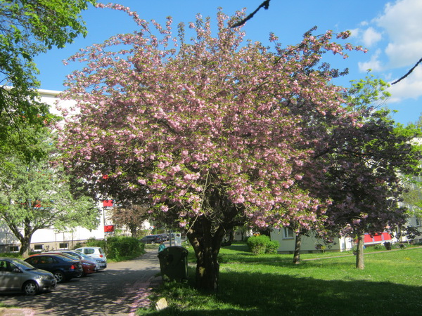 Prunus serrulata 'Kanzan' - Gera - 2016