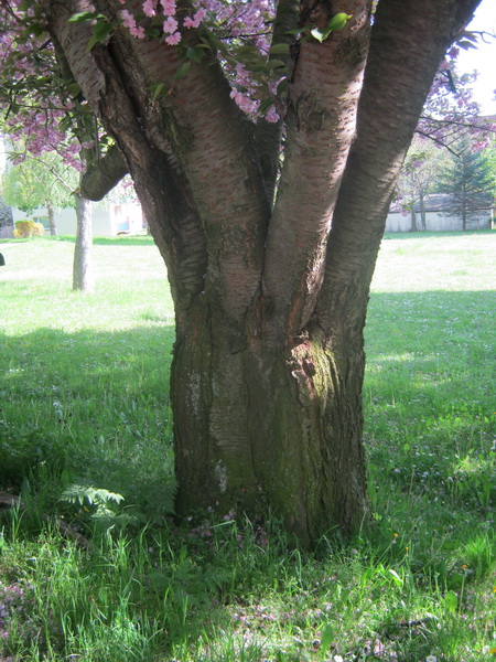 Prunus serrulata 'Kanzan' - Gera - 2016