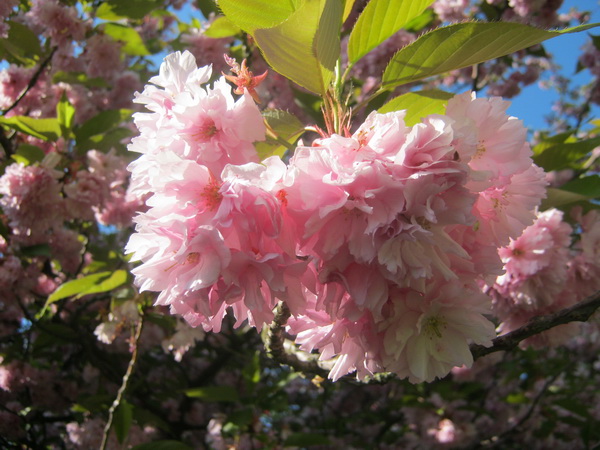 Prunus serrulata 'Kanzan' - Gera - 2016