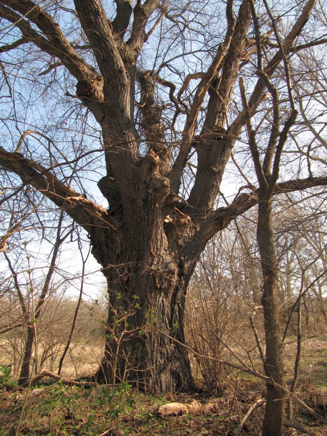 Ulmus minor - Quedlinburg, Bodeaue - März 2022
