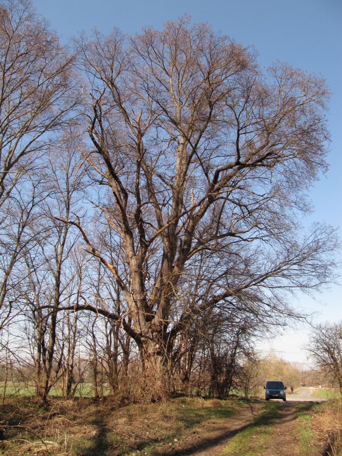 Ulmus minor - Quedlinburg, Bodeaue - März 2022