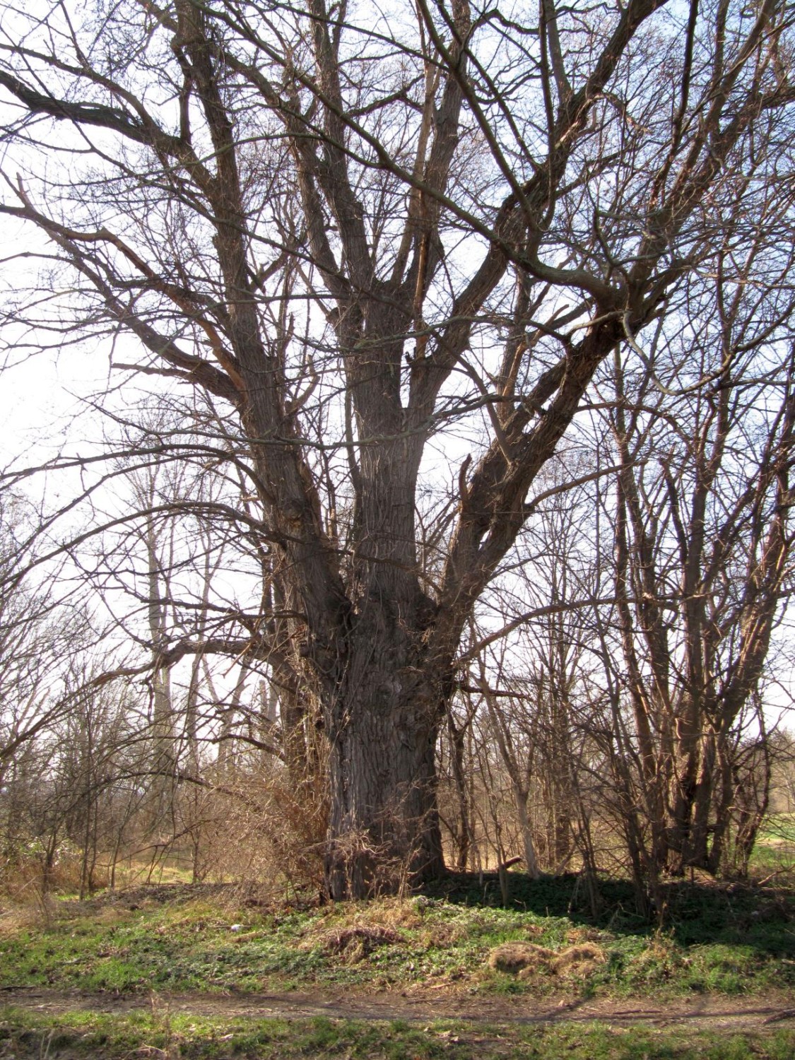 Ulmus minor - Quedlinburg, Bodeaue - März 2022