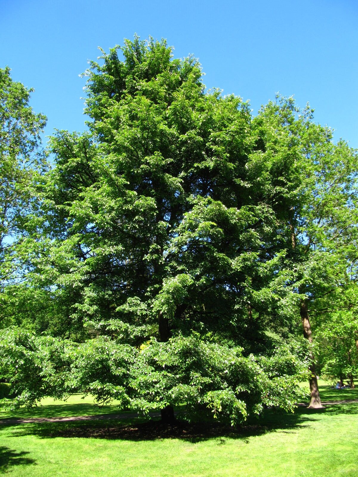 Ulmus castaneifolia - Wiefelstede-Gristede - Mai 2026