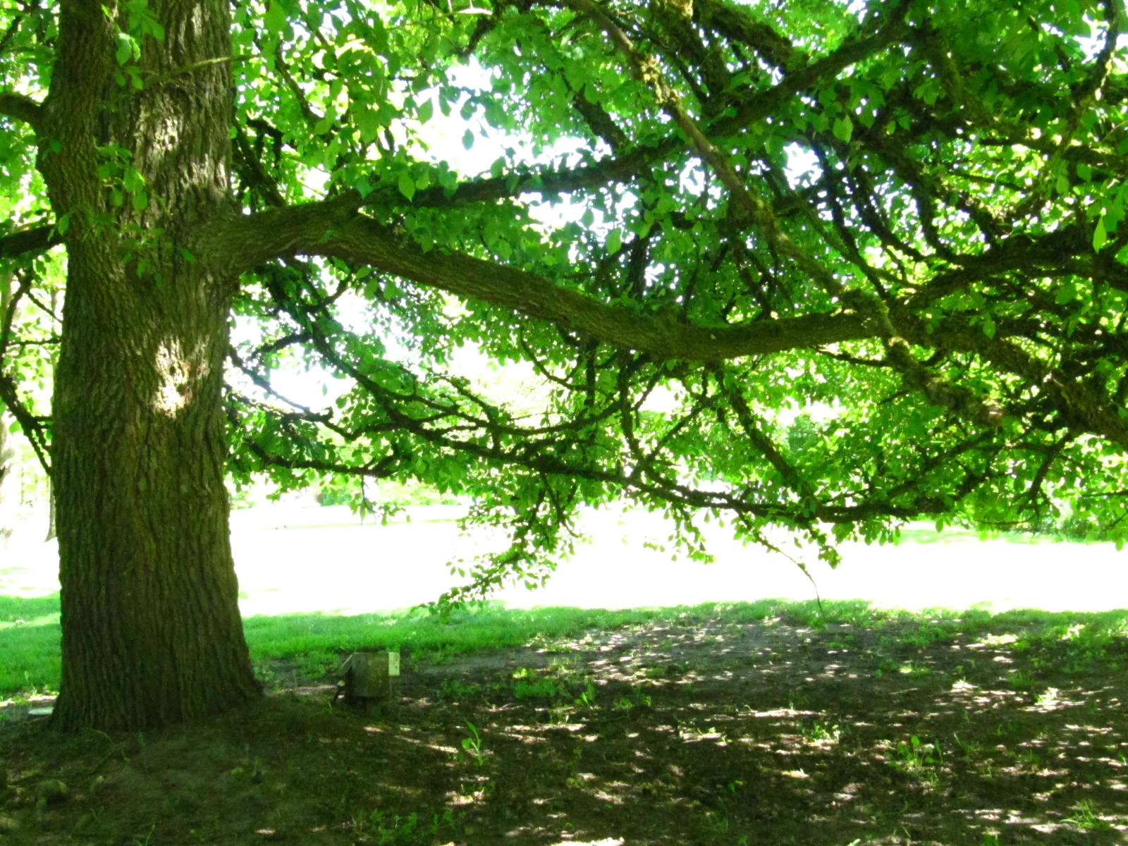 Ulmus castaneifolia - Wiefelstede-Gristede - Mai 2026
