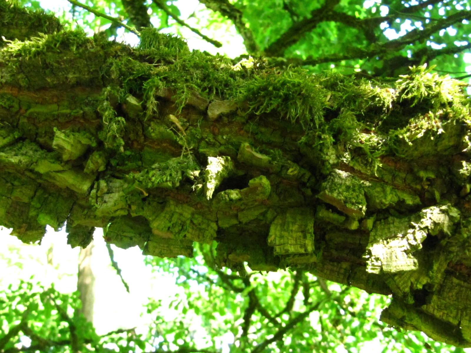 Ulmus castaneifolia - Wiefelstede-Gristede - Mai 2026