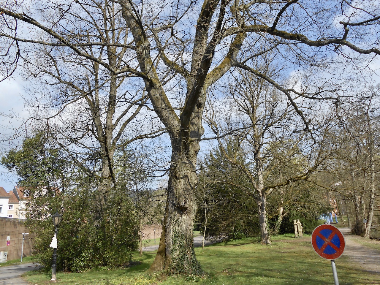 Quercus rubra - Mettlach - April 2022