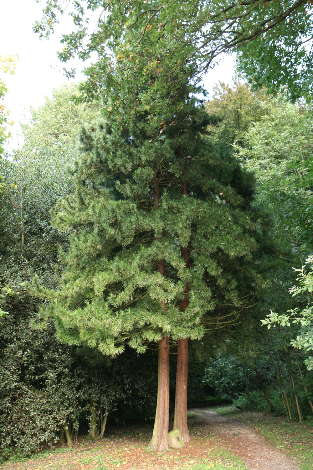 Sciadopitys verticillata - Heidelberg - Sept. 2010