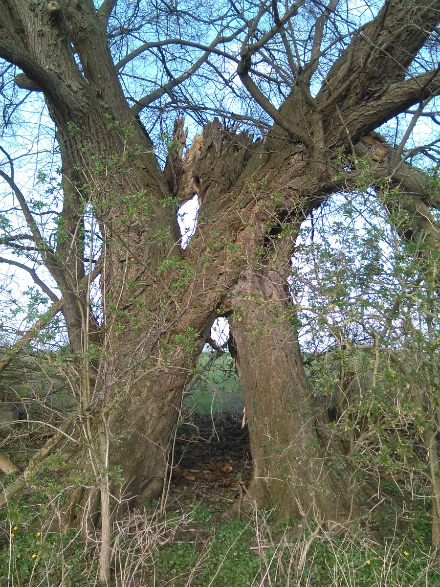 Ulmus laevis - FRankenfeld - April 2016