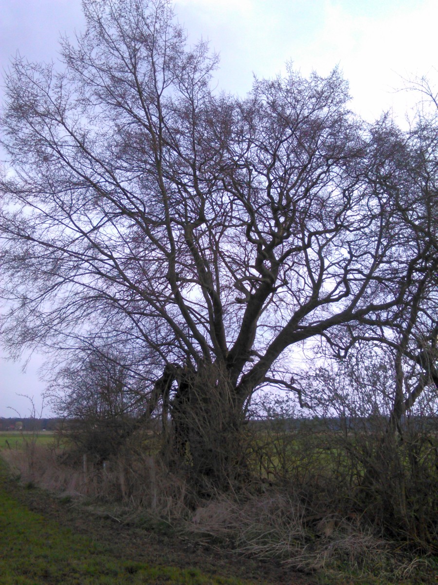 Ulmus laevis - FRankenfeld - April 2016