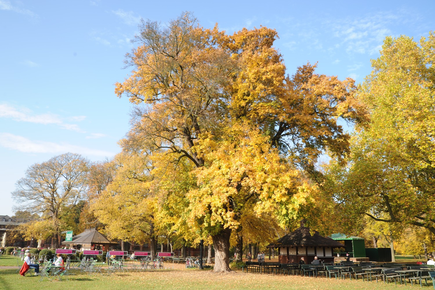 Acer campestre - Magdeburg-Herrenkrug - Oktober 2012