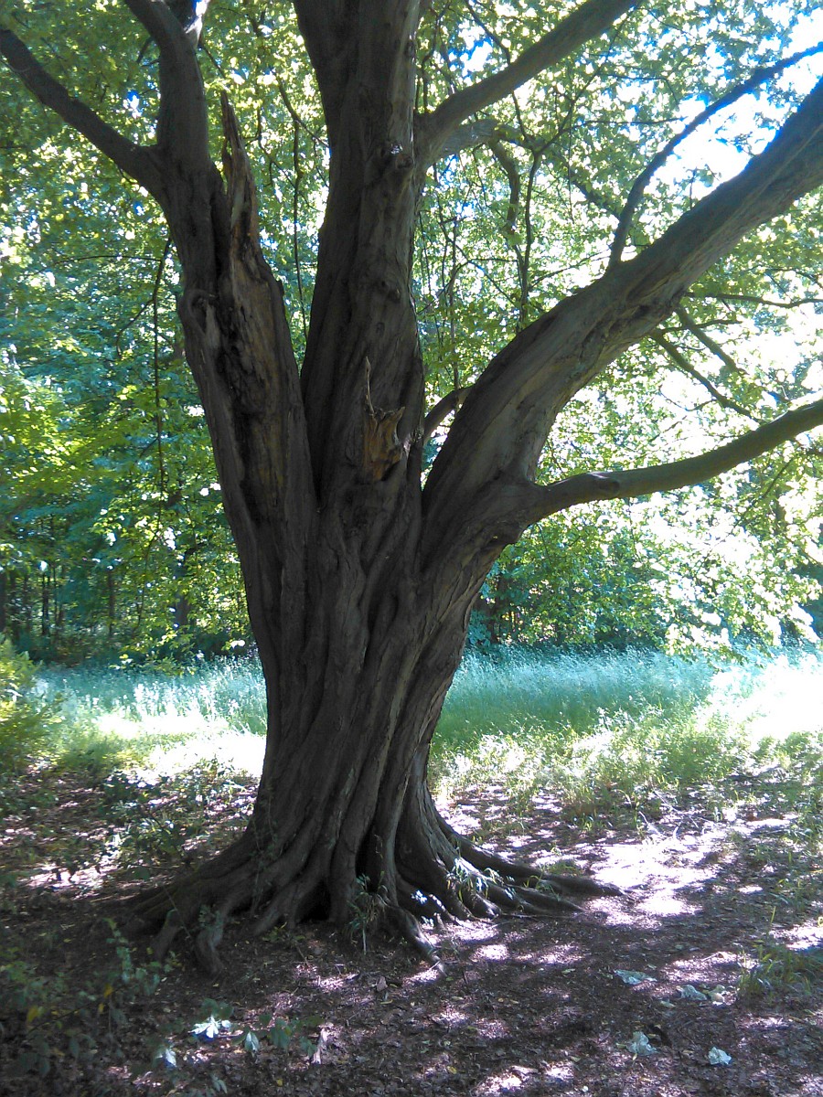 Carpinus betulus - Bremen - Juni 2016