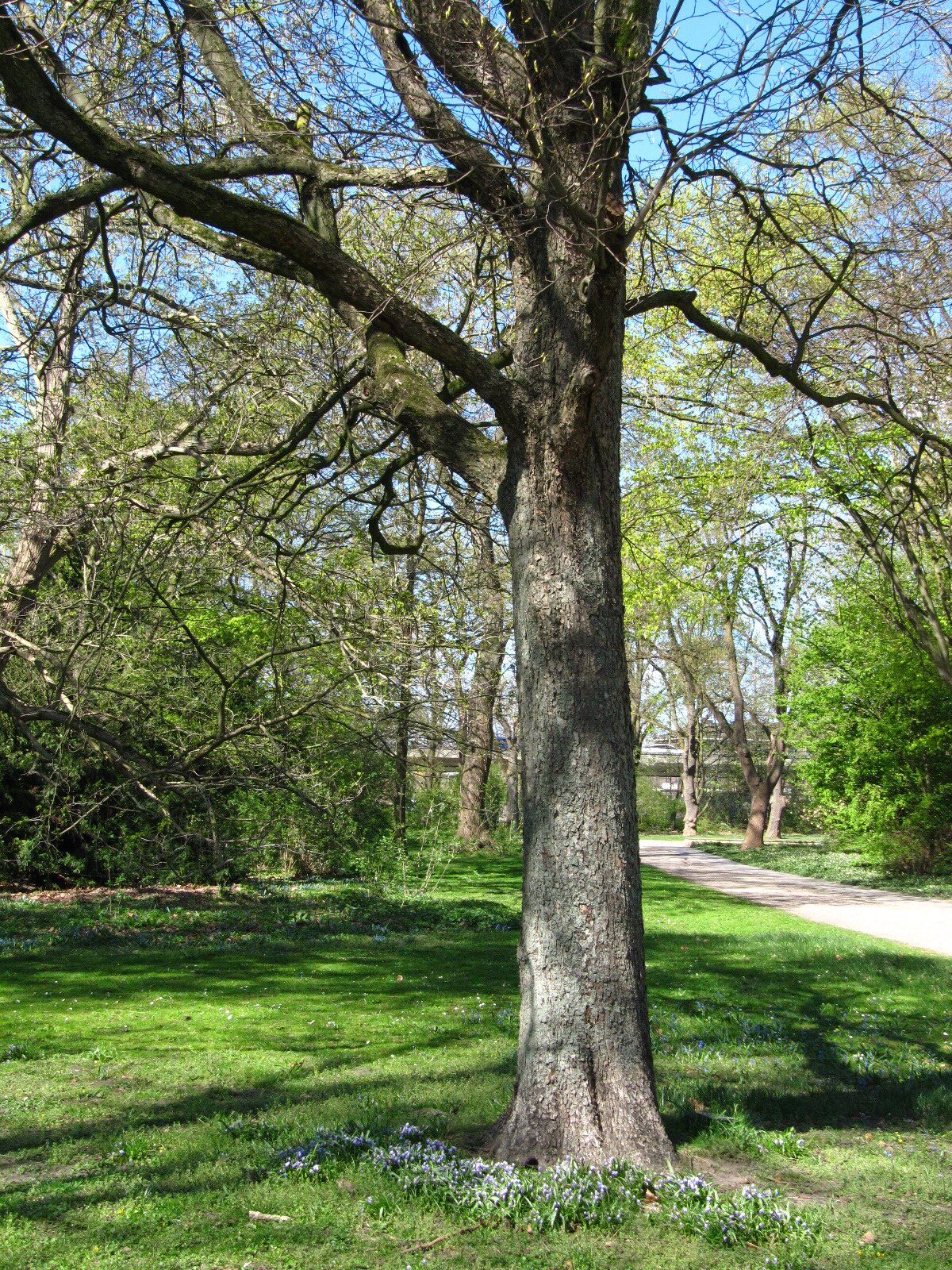 Sorbus torminalis - Bremen-Neustadt - April 2025