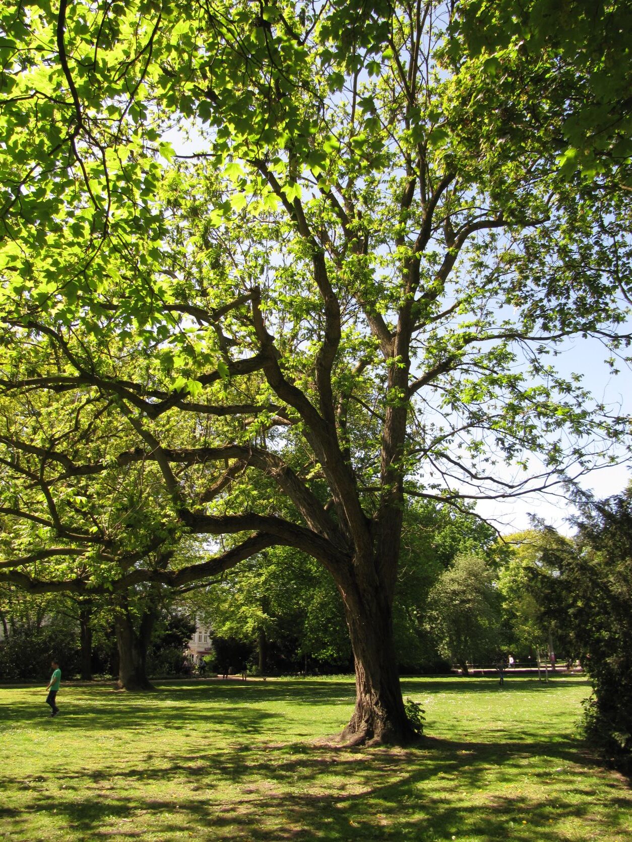 Juglans cinerea - Bremen-Neustadt - Mai 2022