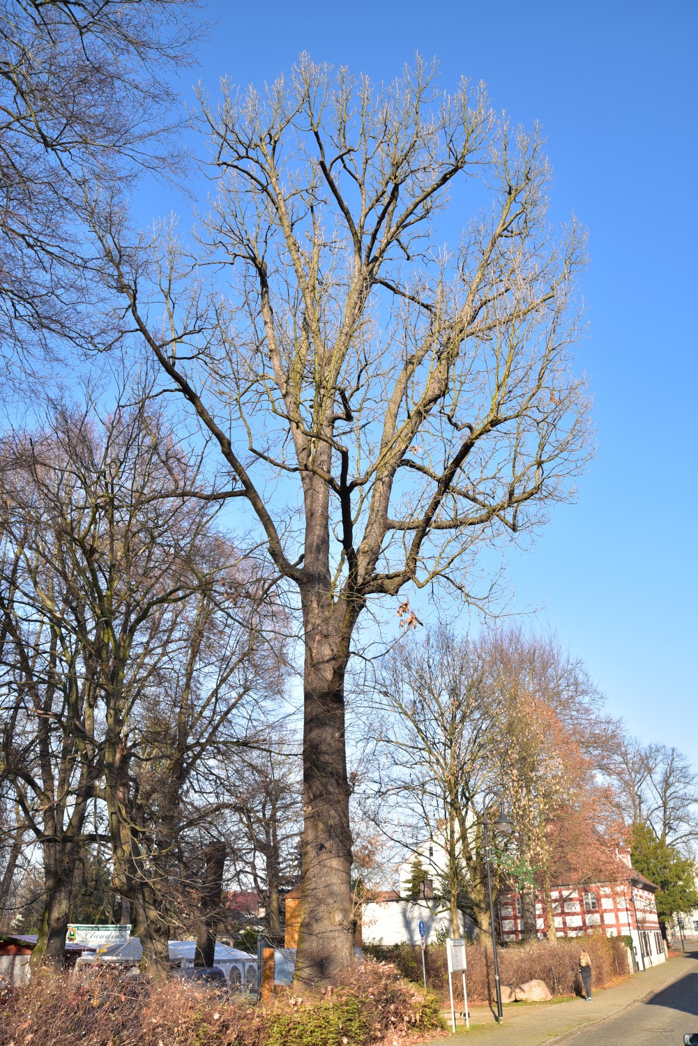 Quercus frainetto - Vetschau - 2017
