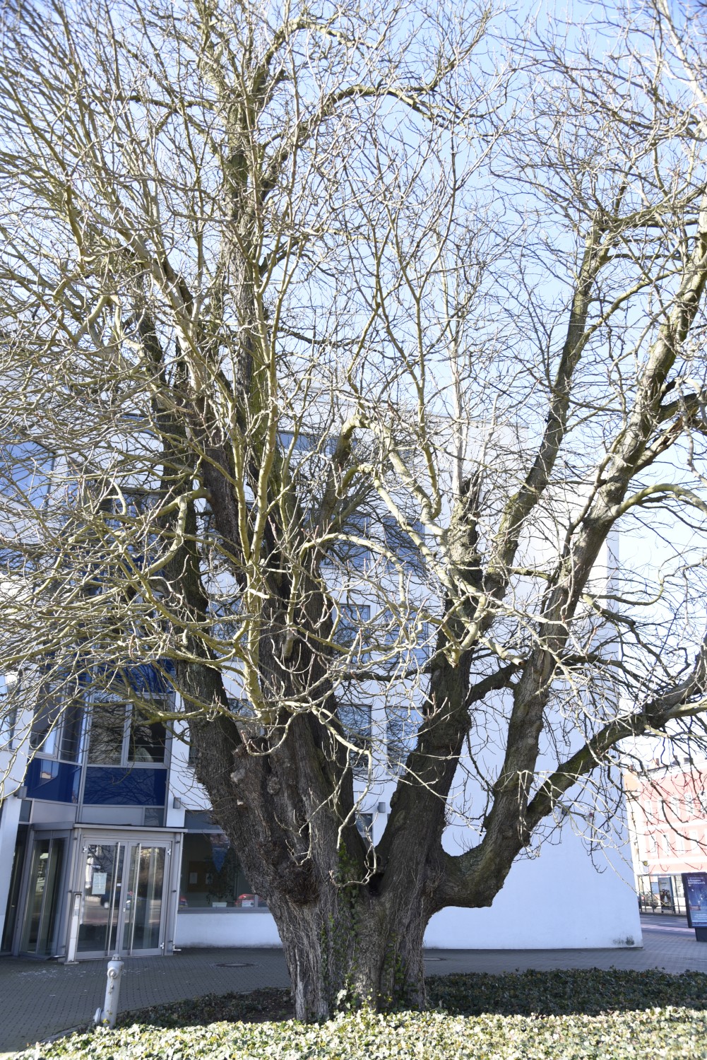 Aesculus hippocastanum - Magdeburg - März 2015