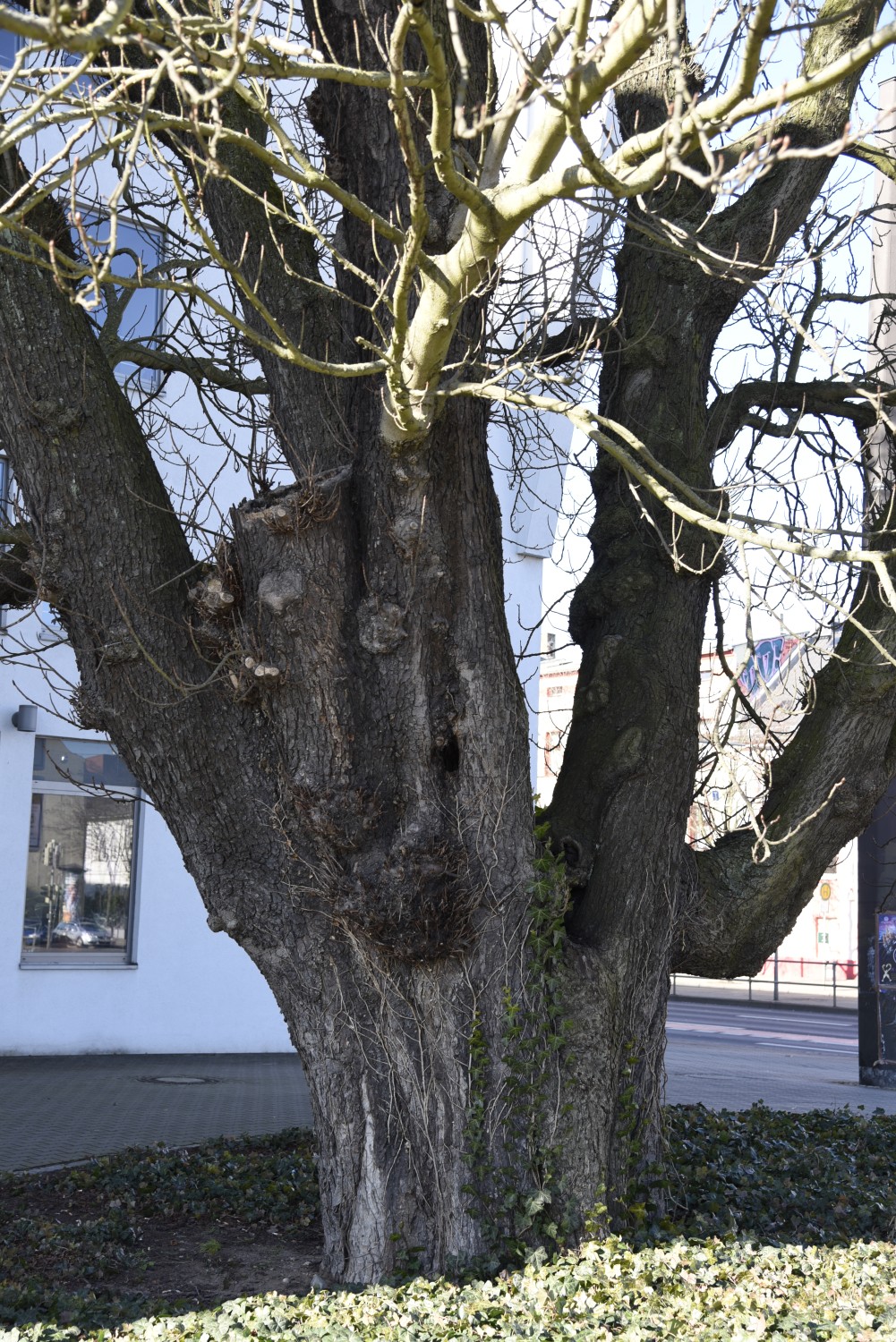 Aesculus hippocastanum - Magdeburg - März 2015