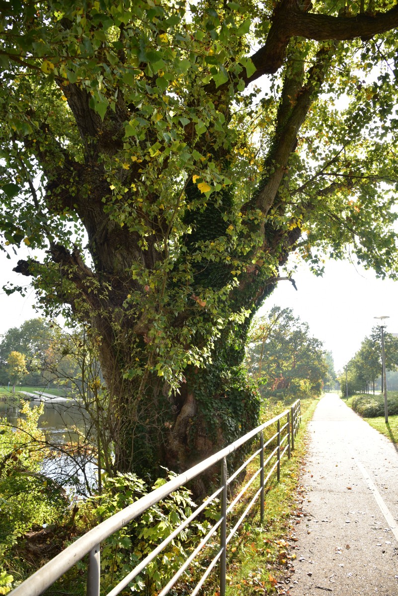 Populus nigra - Dessau - Oktober 2016