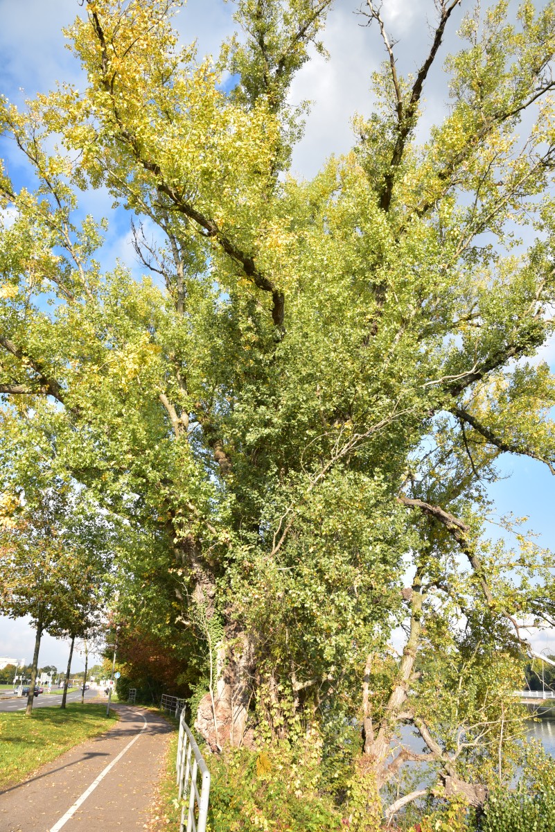 Populus nigra - Dessau - Oktober 2016