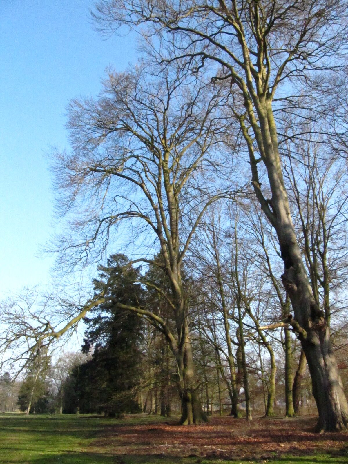 Fagus sylvatica - Bremen-Oberneuland - Jan. 2025