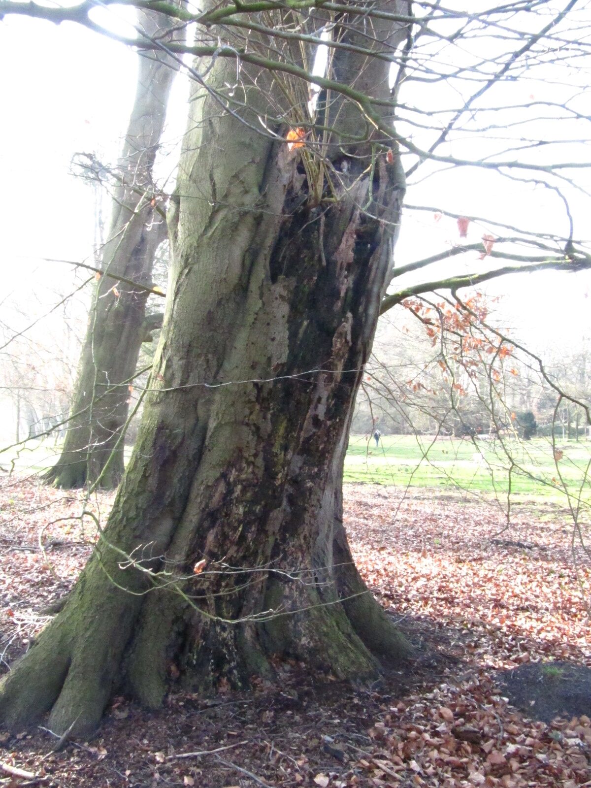 Fagus sylvatica - Bremen-Oberneuland - Jan. 2025